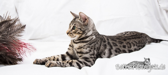 Bengal Cat